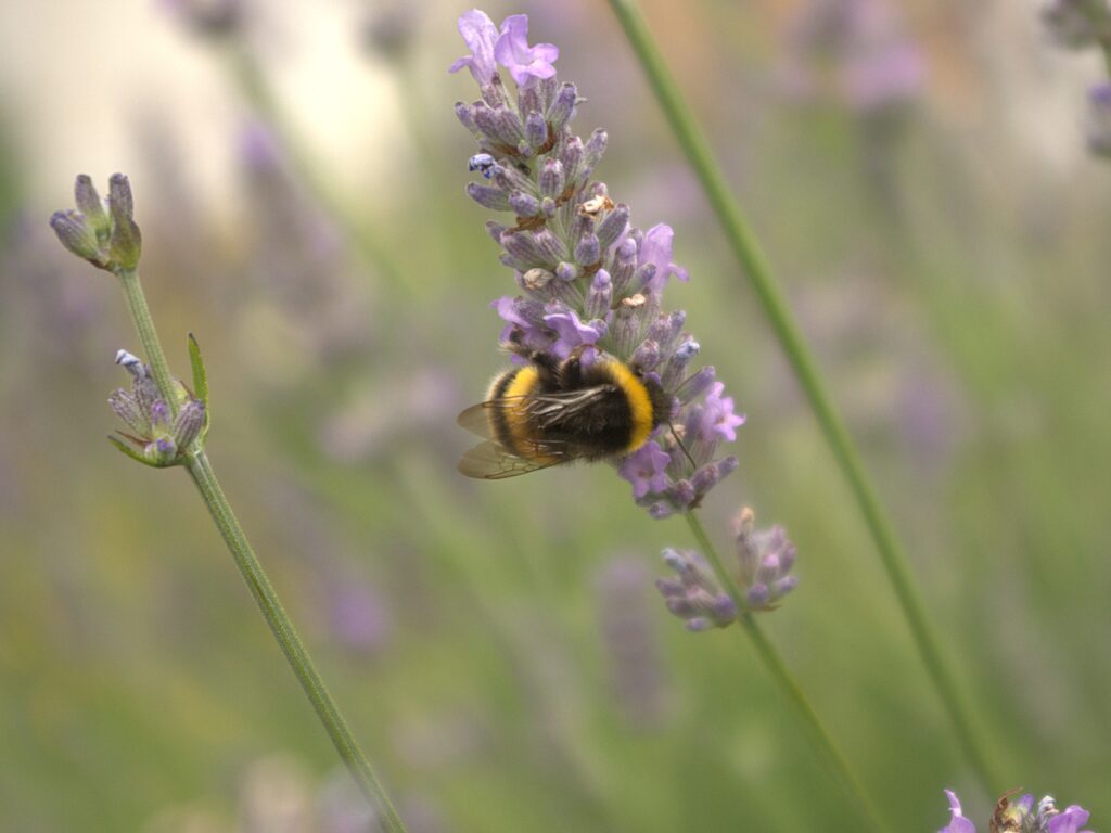 A white-tailed bumble bee foraging on lavender